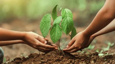 "2025'te 500 Milyon Fidan ve Tohum Toprakla Buluşacak!"