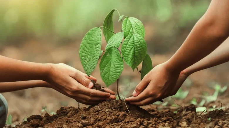 "2025'te 500 Milyon Fidan ve Tohum Toprakla Buluşacak!"